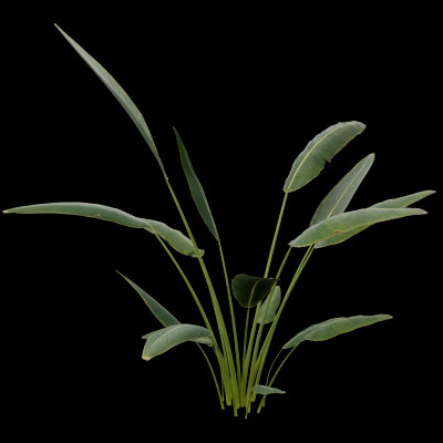 Paradisaea raggiana Plant