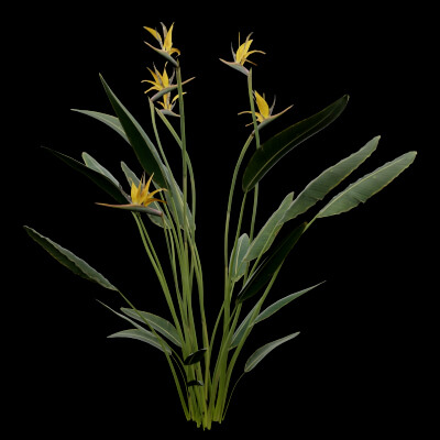 Paradisaea Raggiana Plant