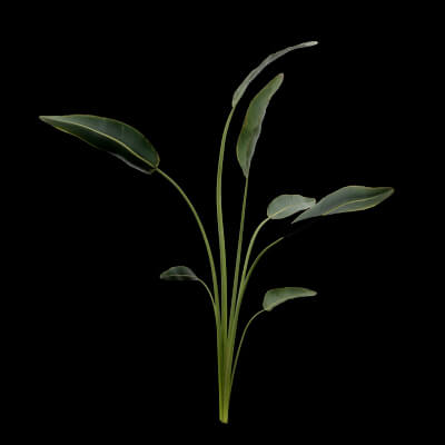 Paradisaea Raggiana Plant