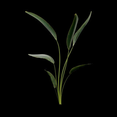 Paradisaea Raggiana Plant