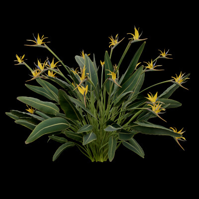 Paradisaea Raggiana Plant