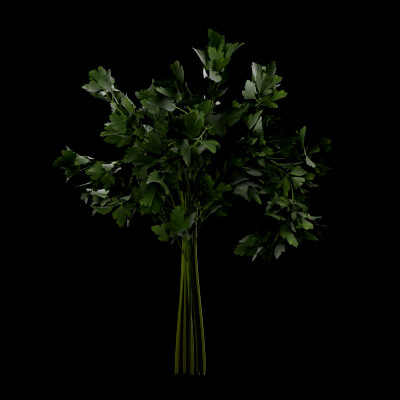 Parsley Plant