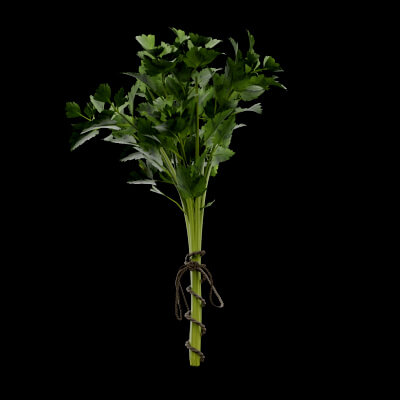 Parsley Plant