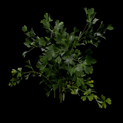 Parsley Plant