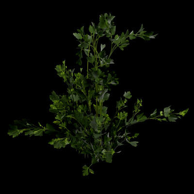 Parsley Plant