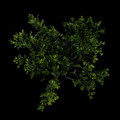 Parsley Plant