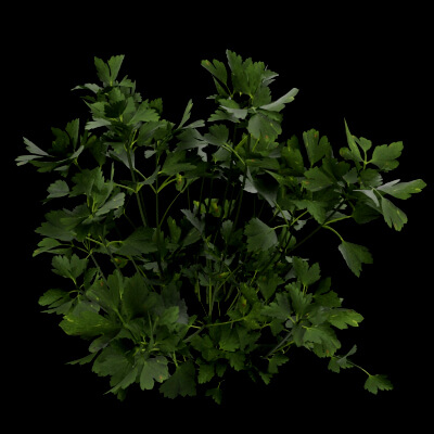 Parsley Plant