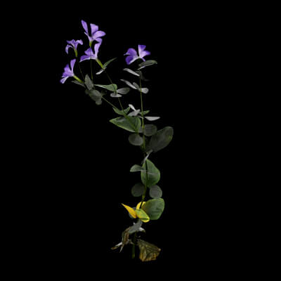 Periwinkle Plant