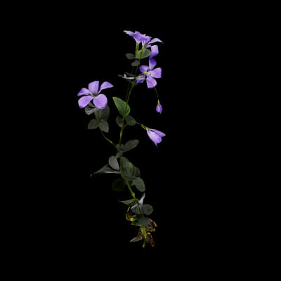 Periwinkle Plant