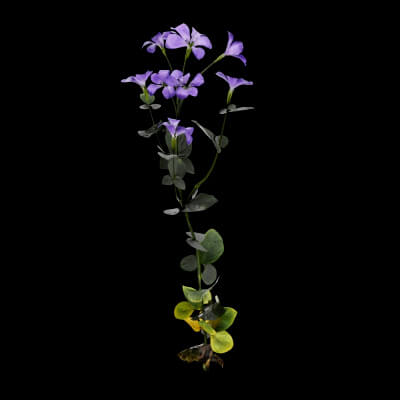 Periwinkle Plant