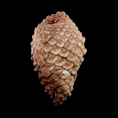 Pine Cones Plant