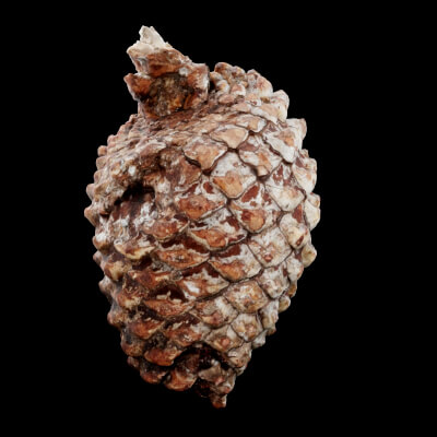 Pine Cones Plant