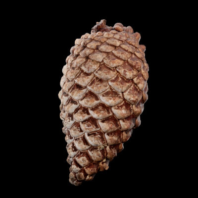 Pine Cones Plant