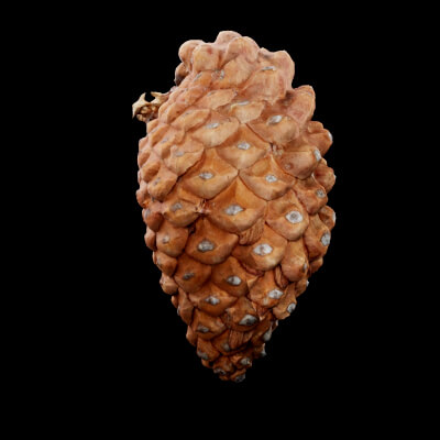 Pine Cones Plant