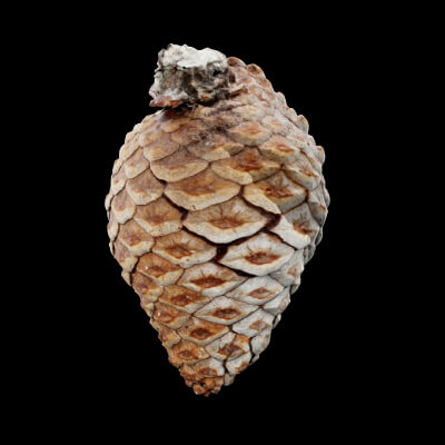 Pine Cones Plant
