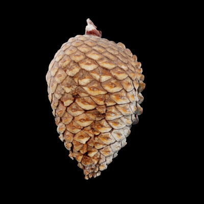 Pine Cones Plant
