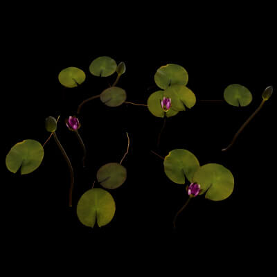 Pink Nymphaea Plant