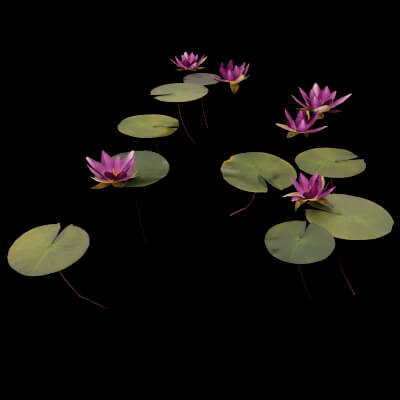 Pink Nymphaea Plant