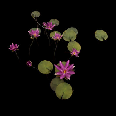Pink Nymphaea Plant