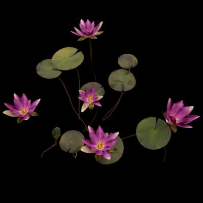 Pink Nymphaea Plant