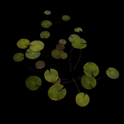 Pink Nymphaea Plant