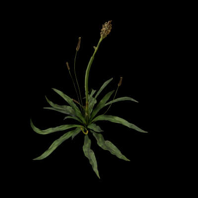 Plantago Lanceolata Plant