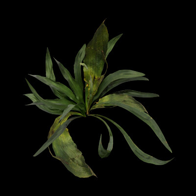 Plantago Lanceolata Plant