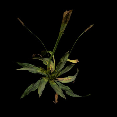 Plantago Lanceolata Plant