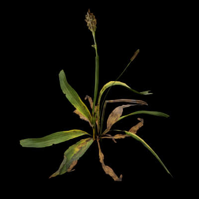 Plantago Lanceolata Plant