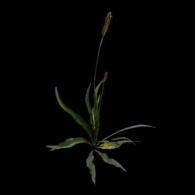 Plantago Lanceolata Plant