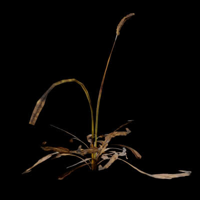 Plantago Lanceolata Plant