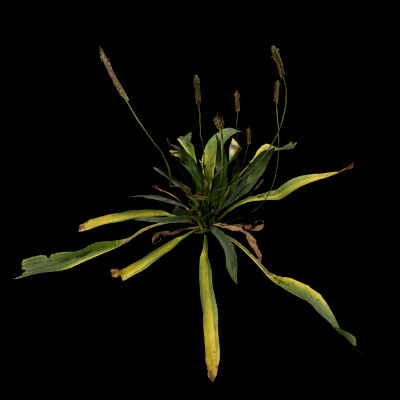 Plantago Lanceolata Plant