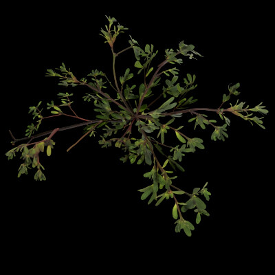 Portulaca Oleracea Plant
