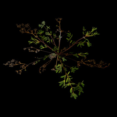 Portulaca Oleracea Plant