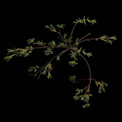 Portulaca Oleracea Plant