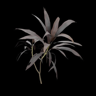 Purple Cordyline