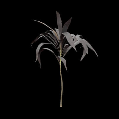 Purple Cordyline