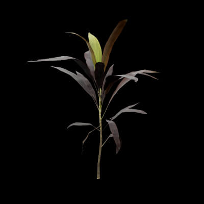 Purple Cordyline