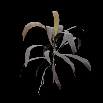 Purple Cordyline