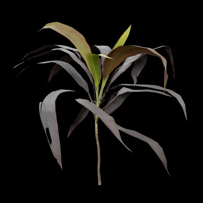 Purple Cordyline
