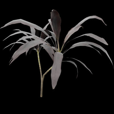 Purple Cordyline