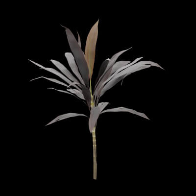 Purple Cordyline