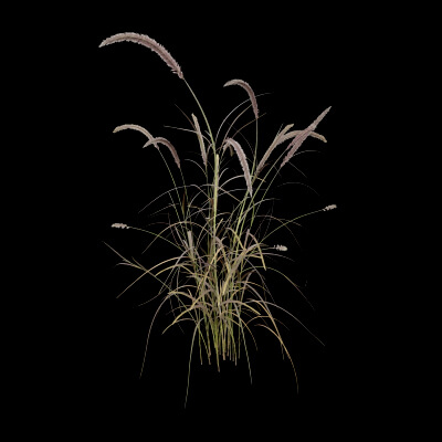 Purple Fountain Grass