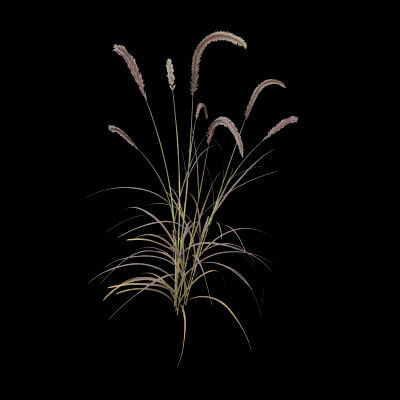 Purple Fountain Grass