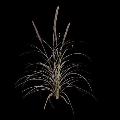 Purple Fountain Grass