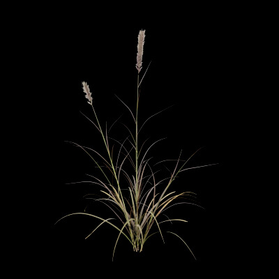 Purple Fountain Grass