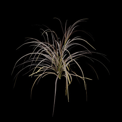Purple Fountain Grass