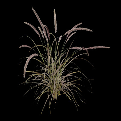 Purple Fountain Grass