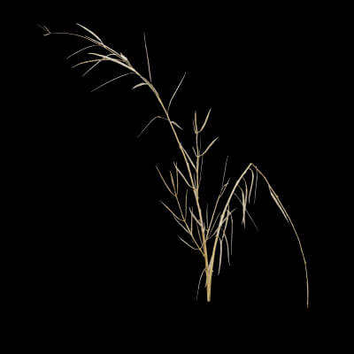 Rapeseed Plant