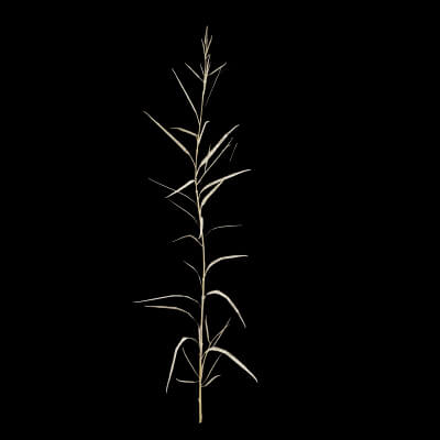 Rapeseed Plant